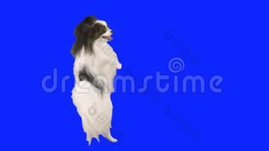 帕皮龙狗用它的后腿跳舞，用蓝色的hromakey慢动作股票录像
